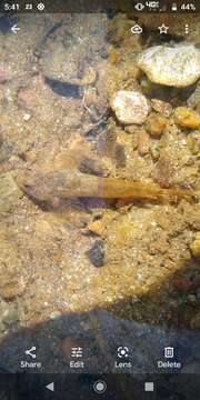 Image of Blue Ridge Sculpin