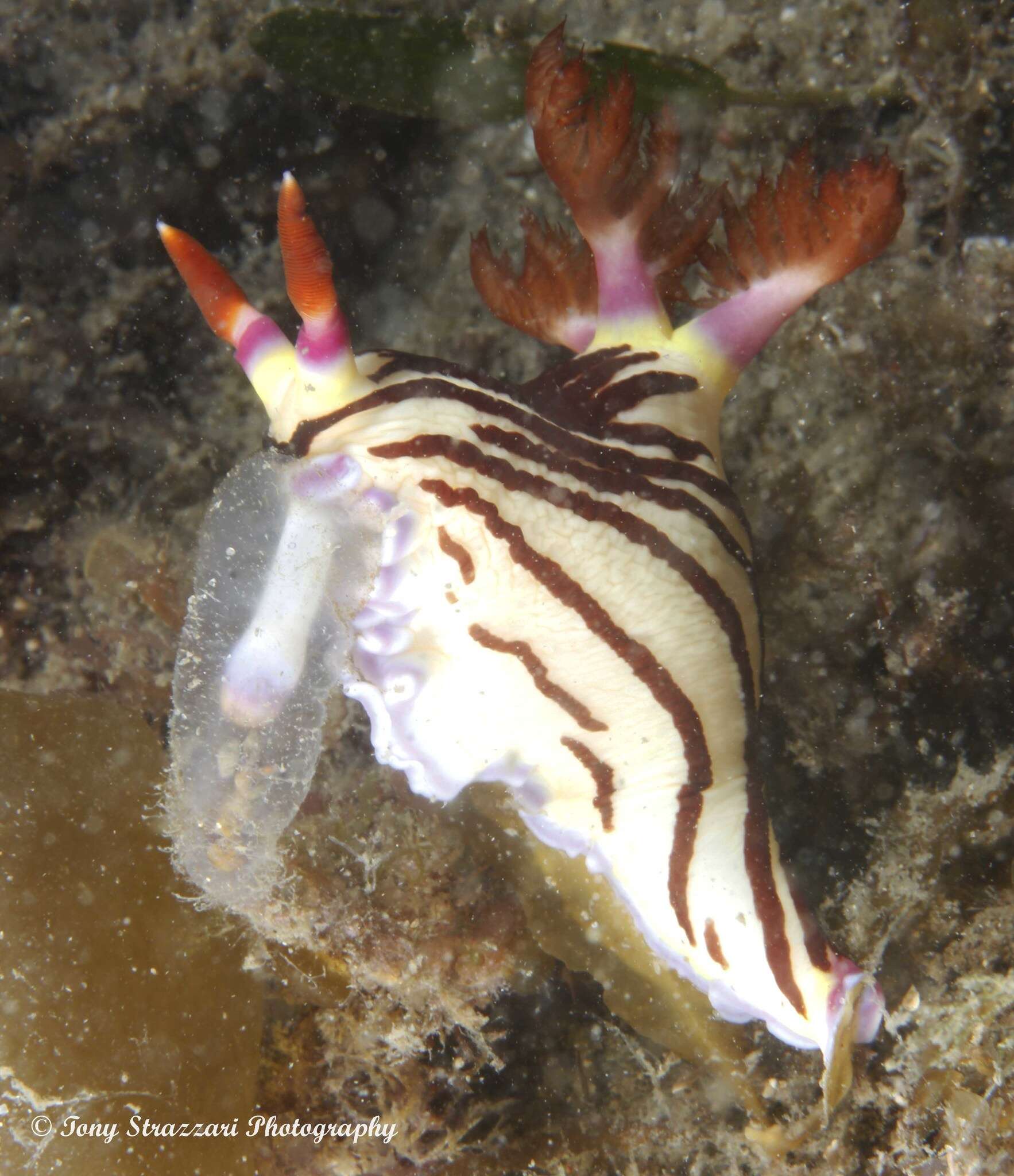 Image of Nembrotha purpureolineata O'Donoghue 1924