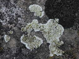 Image of rim lichen