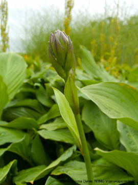 Image of plantain lily