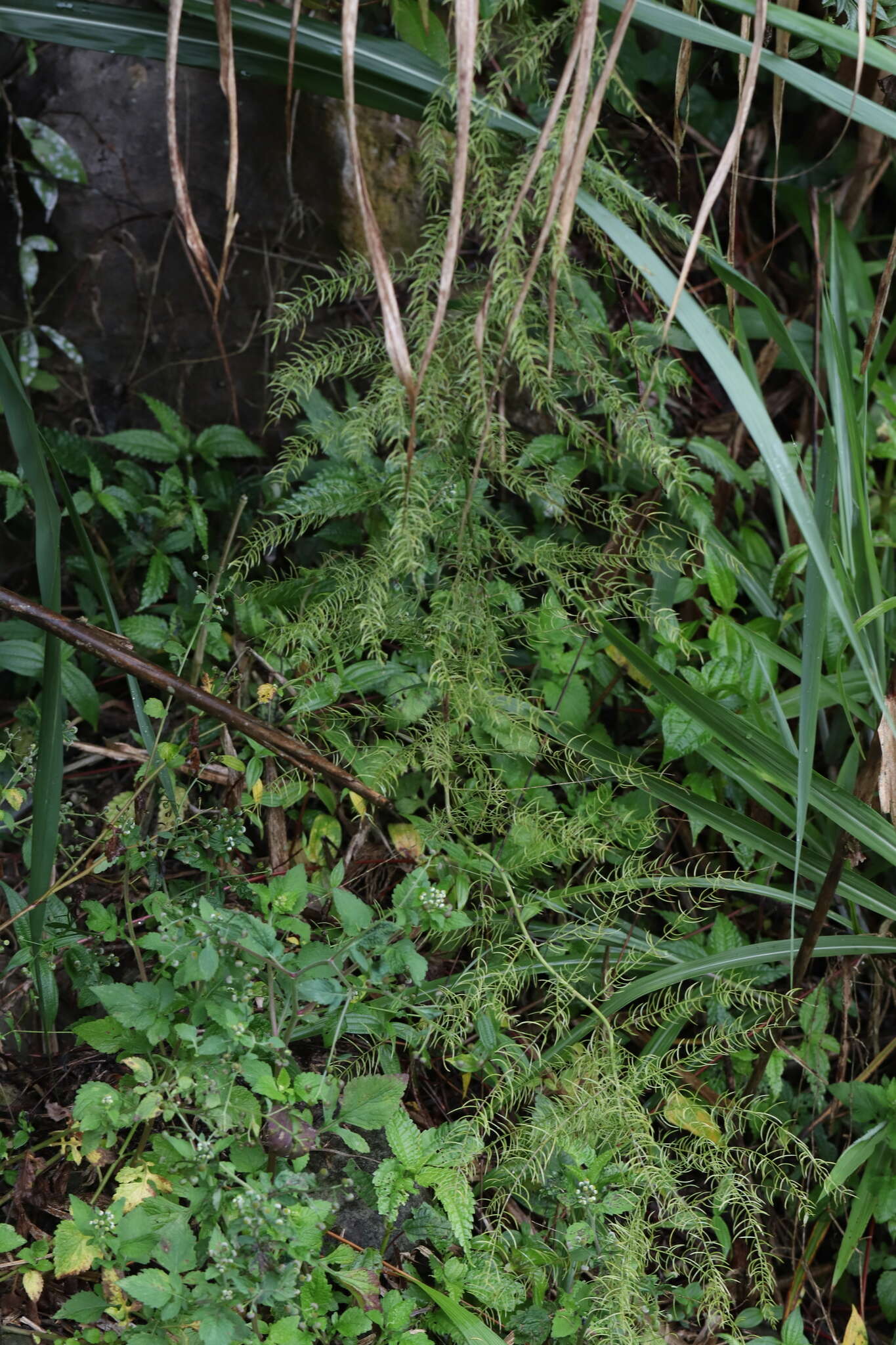 Image of Asparagus cochinchinensis (Lour.) Merr.