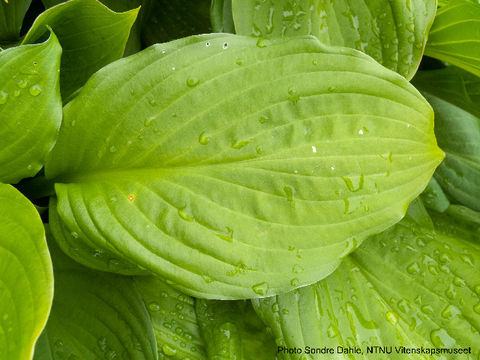Image of plantain lily