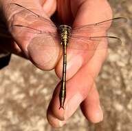 Image of Cypress Clubtail