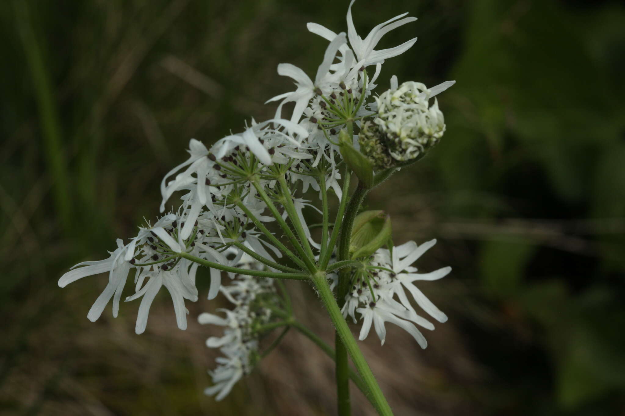 صورة Heracleum apiifolium Boiss.