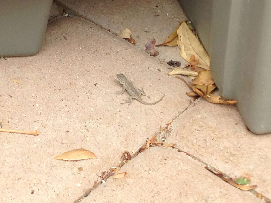 Sceloporus occidentalis longipes Baird 1858 resmi