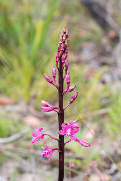 Image of Purple hyacinth orchid