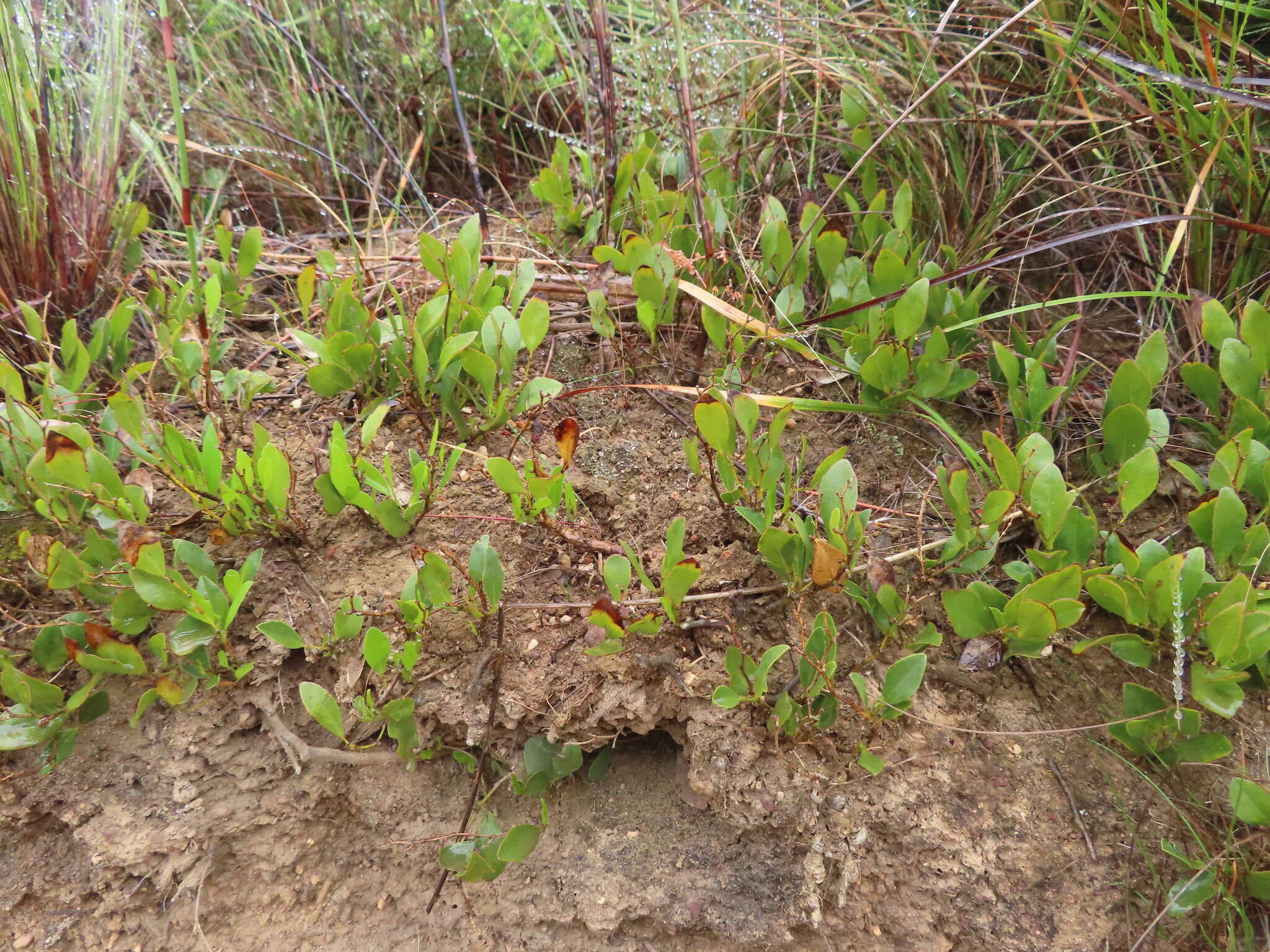 Imagem de Otholobium rotundifolium (L. fil.) C. H. Stirt.