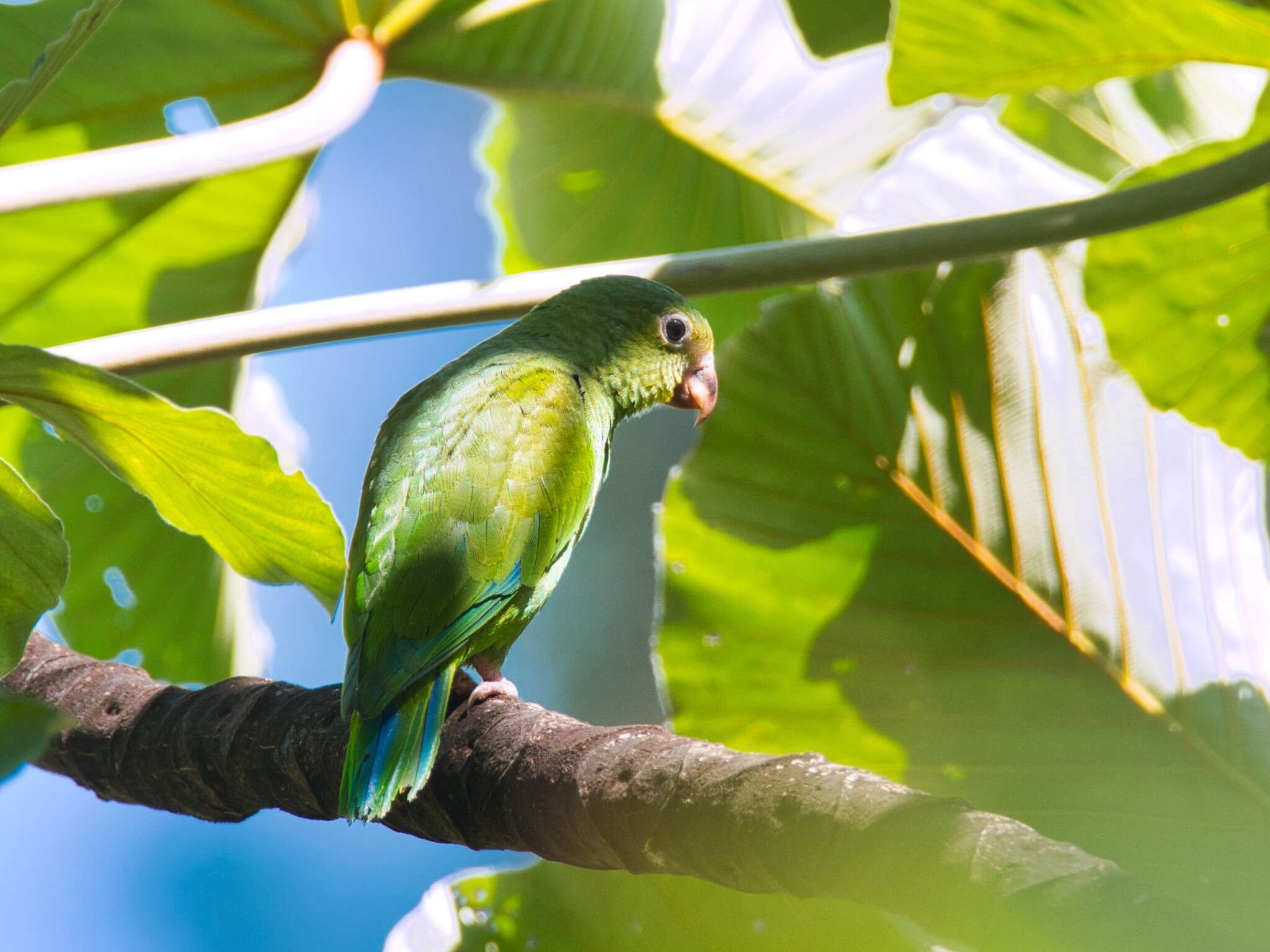 Image of Cobalt-winged Parakeet