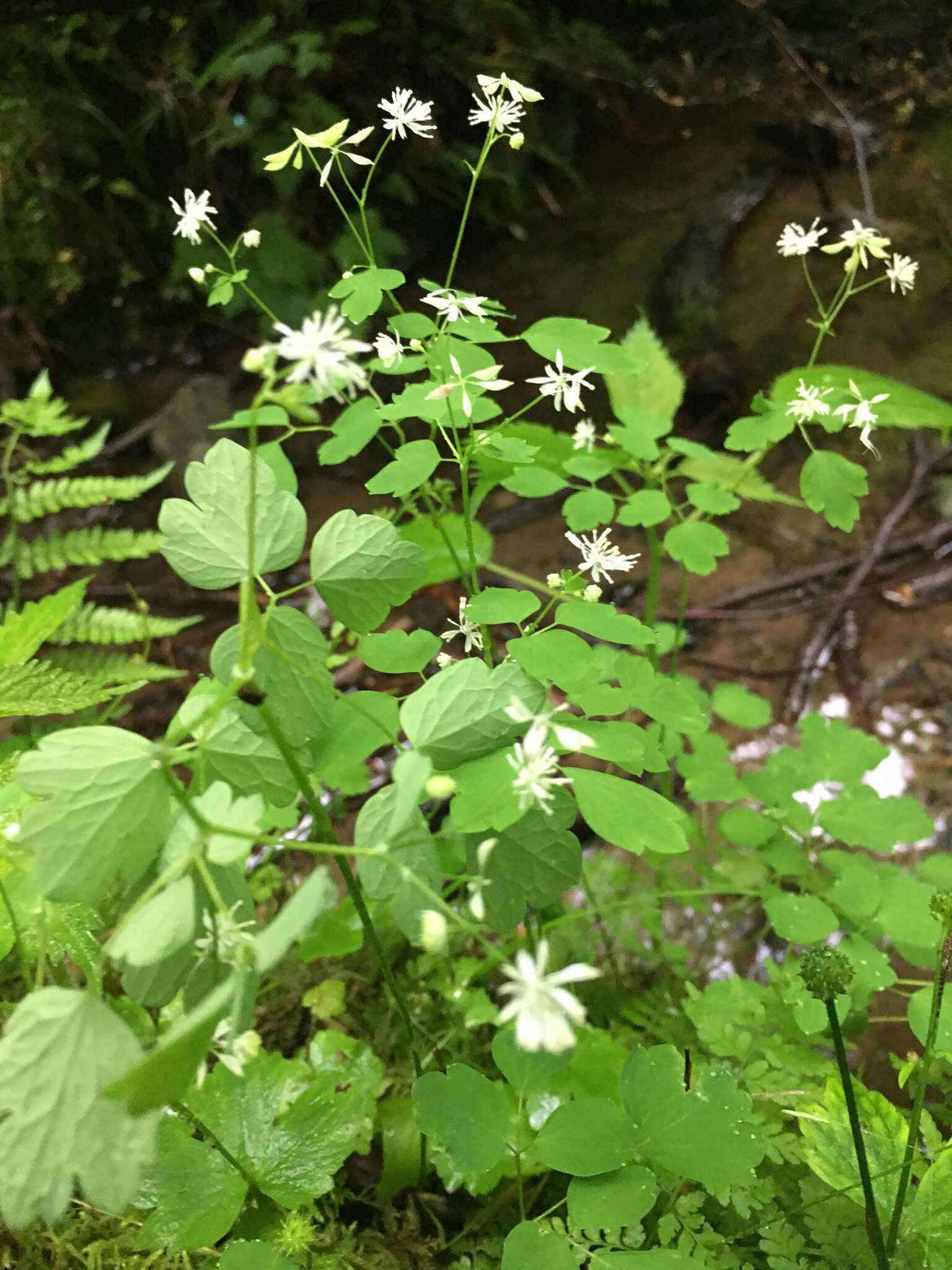 Image of Mountain Meadow-Rue