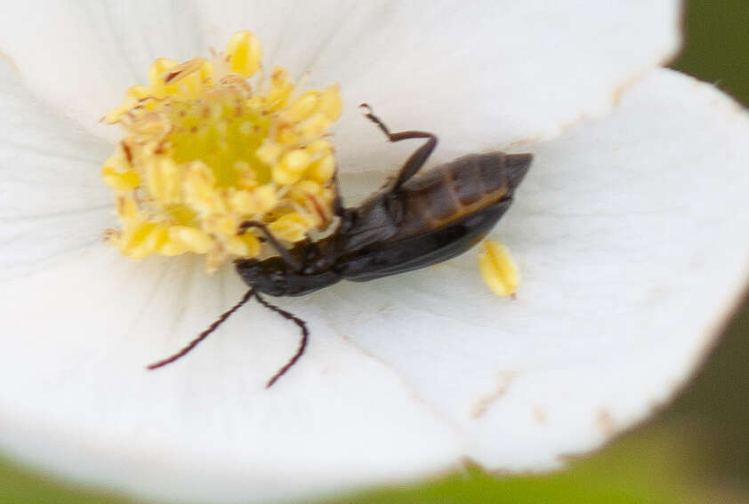 Diabrotica cristata (Harris 1836) resmi