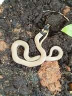 Image of Duméril's black-headed snake