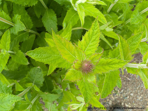 Image of MacDougal verbena