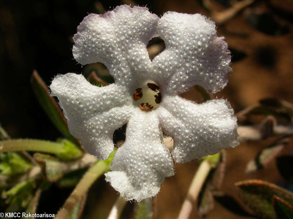 Image of Radamaea perrieri (Bonati) Humbert