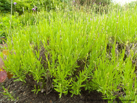 Image of English Lavendar