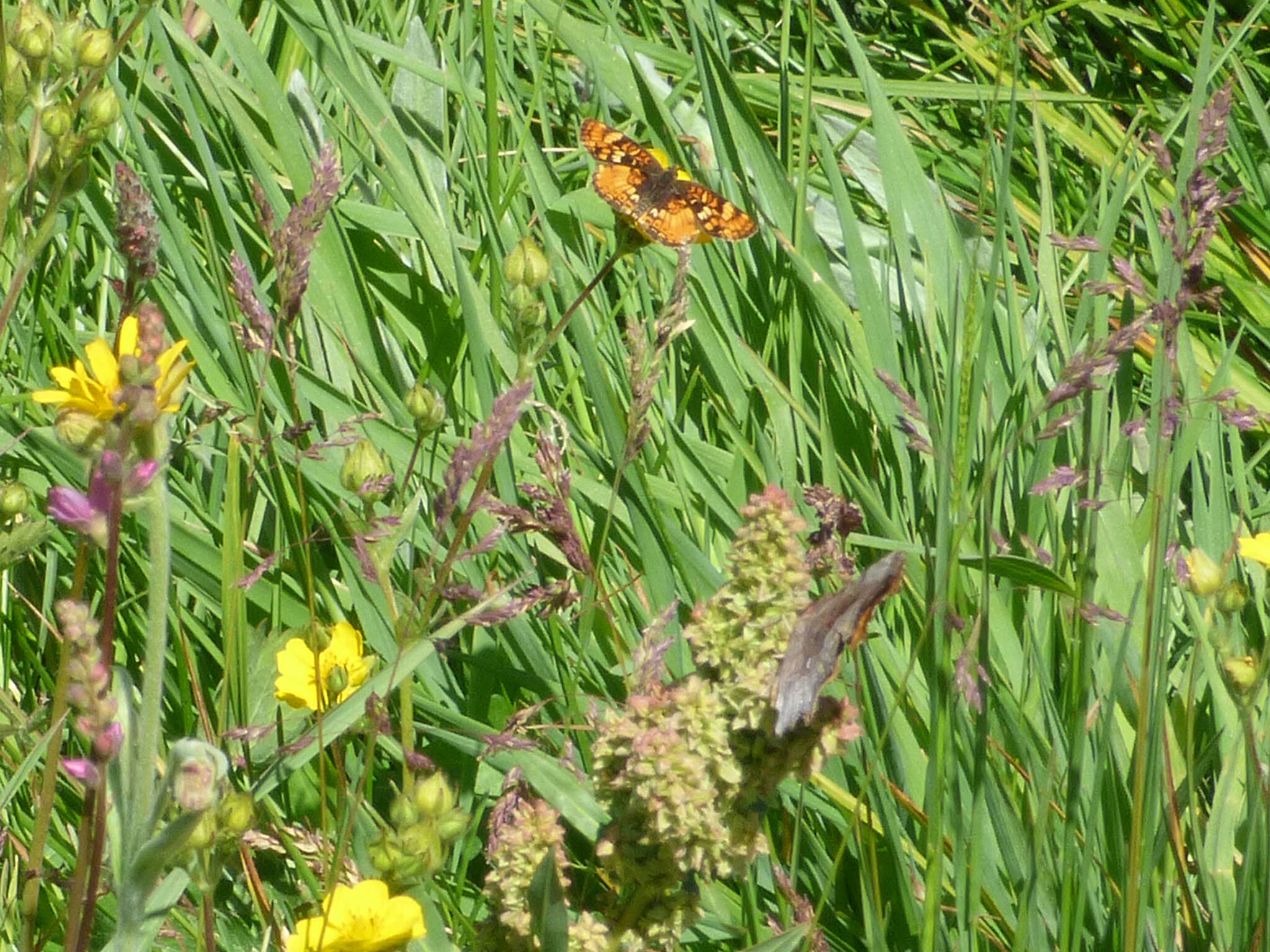 Image of Hoary Comma