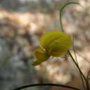 Image of Crotalaria filifolia Rose