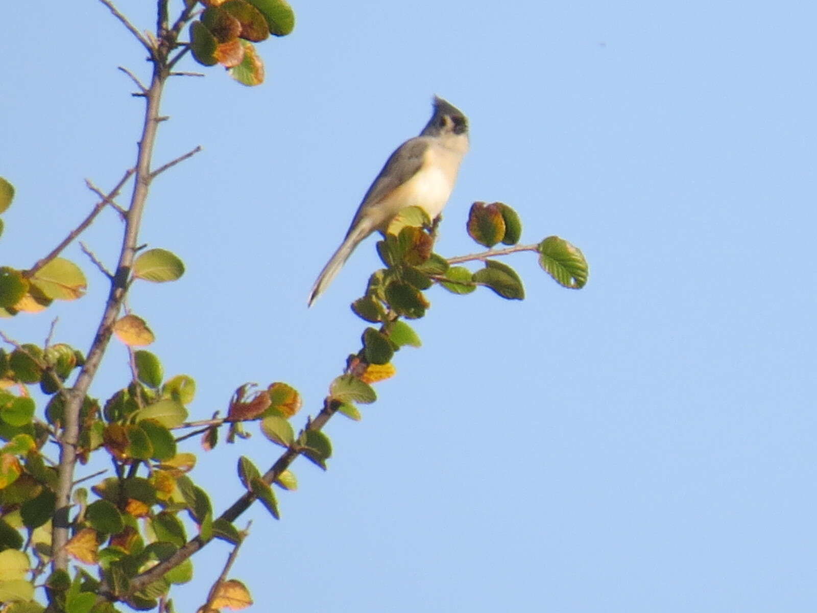 Image of American Titmice