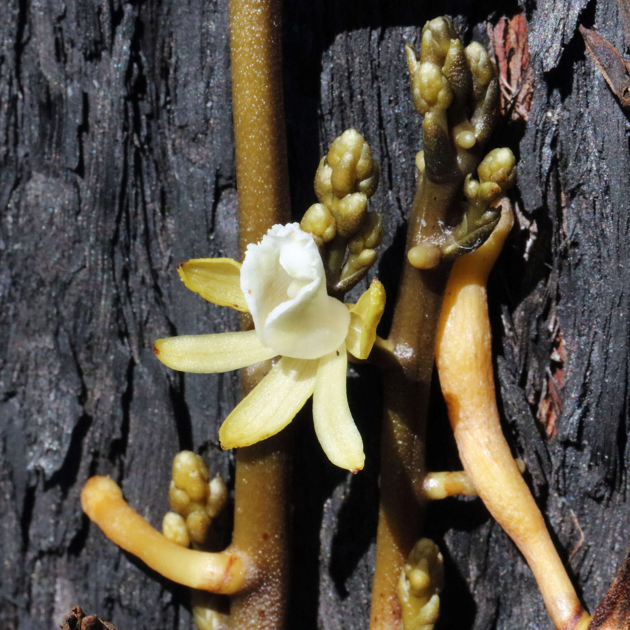 Image of Erythrorchis