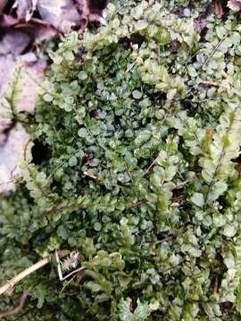 Image of plagiomnium moss