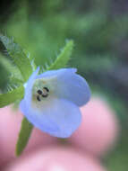 صورة Pholistoma auritum var. arizonicum (M. E. Jones) Constance