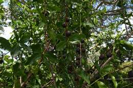 Image of Inhambane coffee