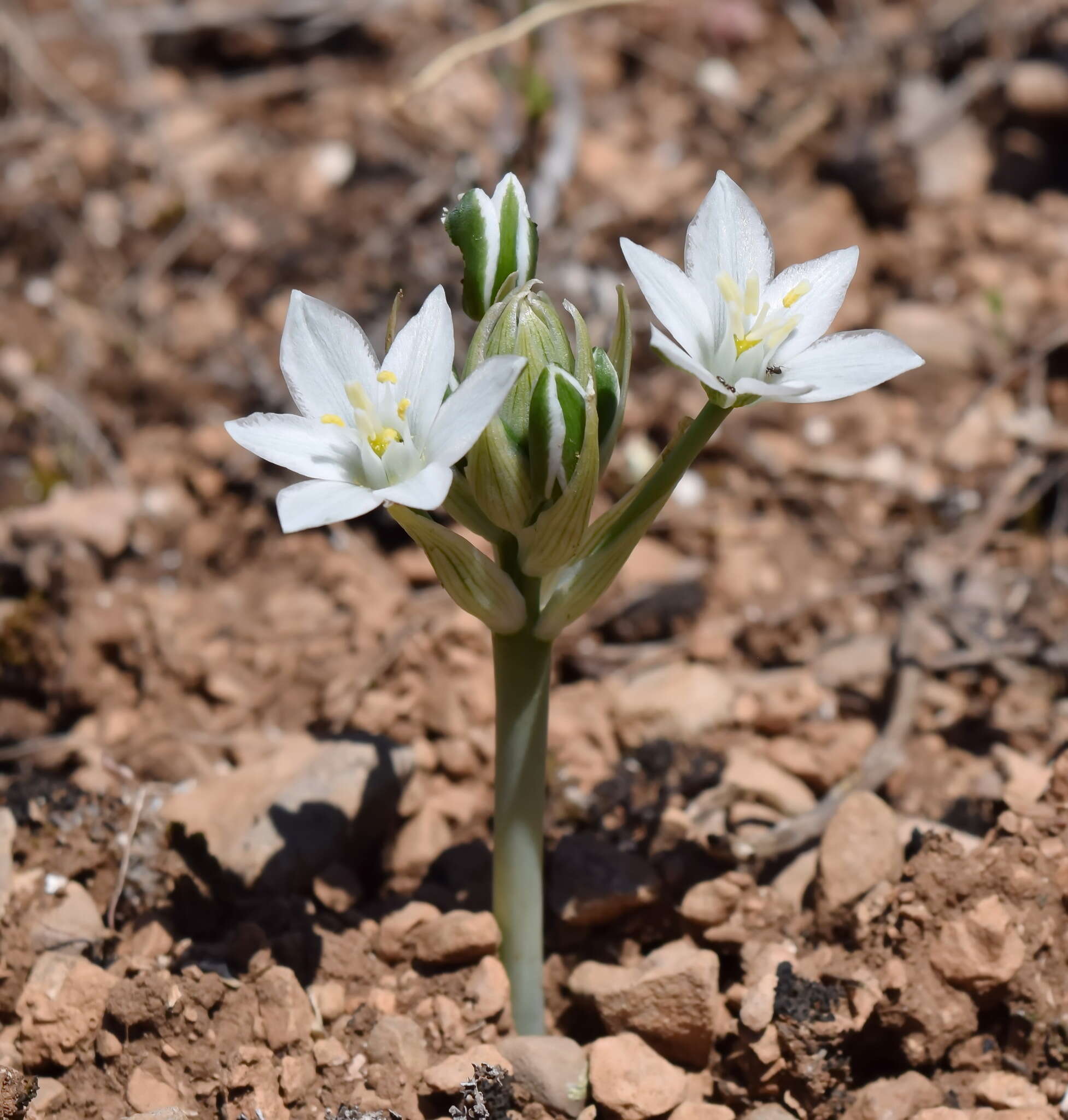 Imagem de Ornithogalum navaschinii Agapova