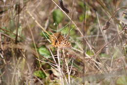 Image de Speyeria zerene behrensii Edwards 1869