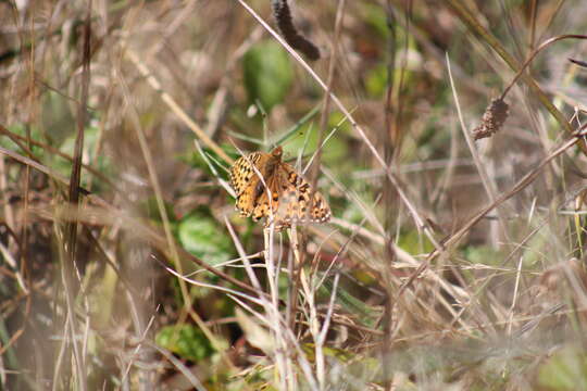 Image de Speyeria zerene behrensii Edwards 1869