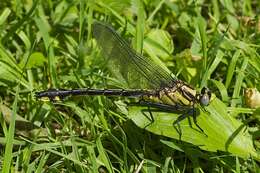 Gomphurus fraternus (Say 1840) resmi