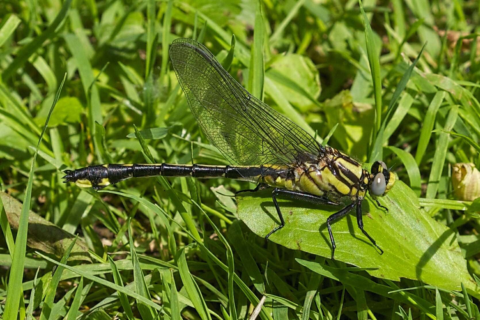 Gomphurus fraternus (Say 1840) resmi