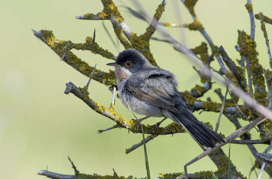 Image of Menetries's Warbler