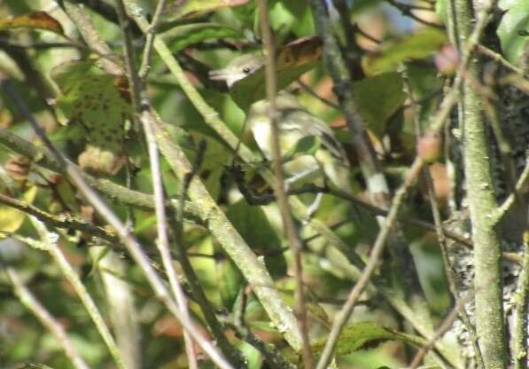 Vireo bellii bellii Audubon 1844 resmi