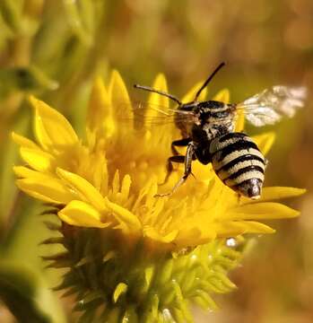 Triepeolus melanarius Rightmyer 2008 resmi