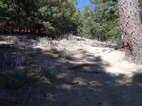 Image of mountain bush lupine