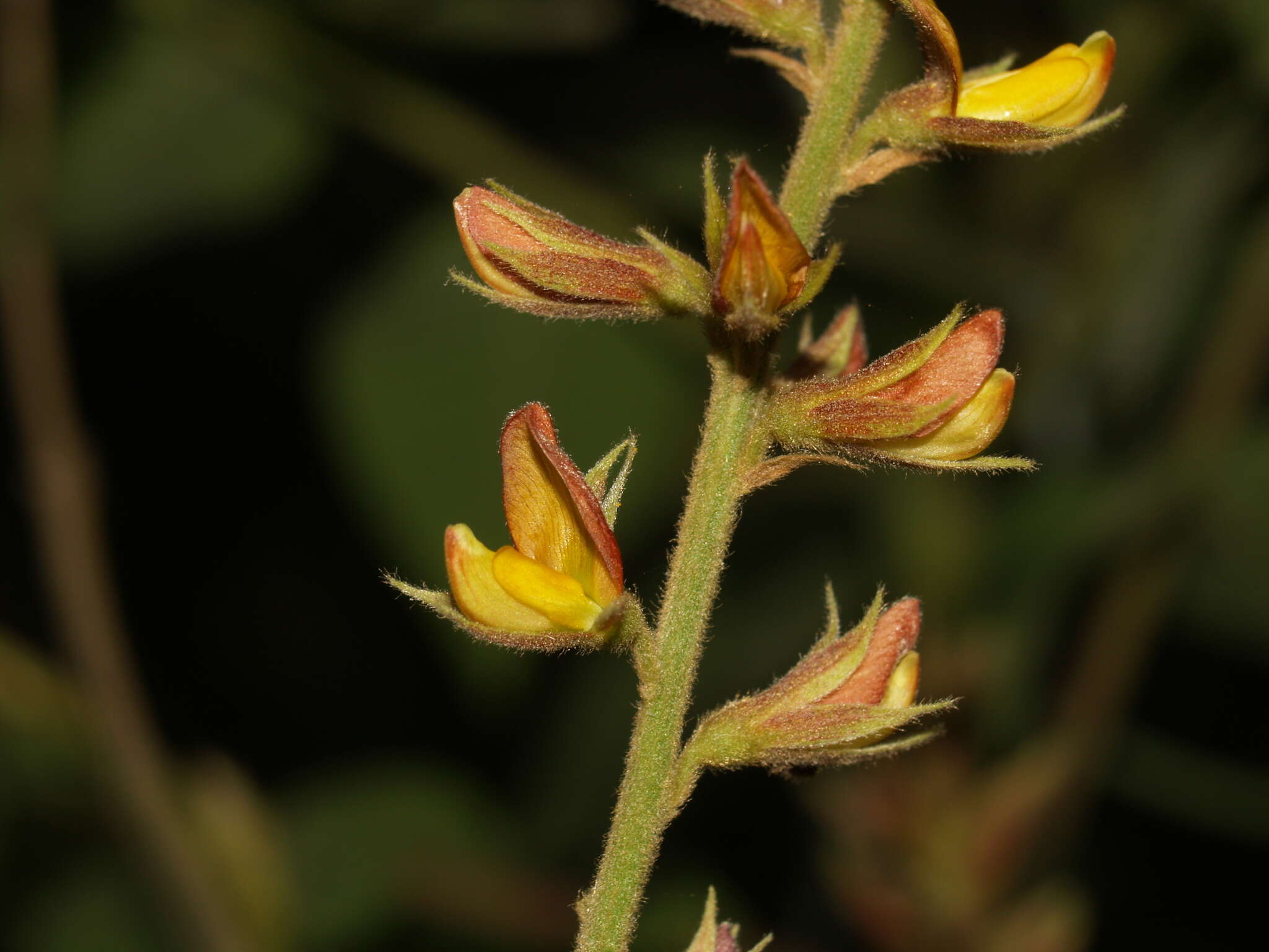 Image of Rhynchosia longeracemosa M. Martens & Galeotti