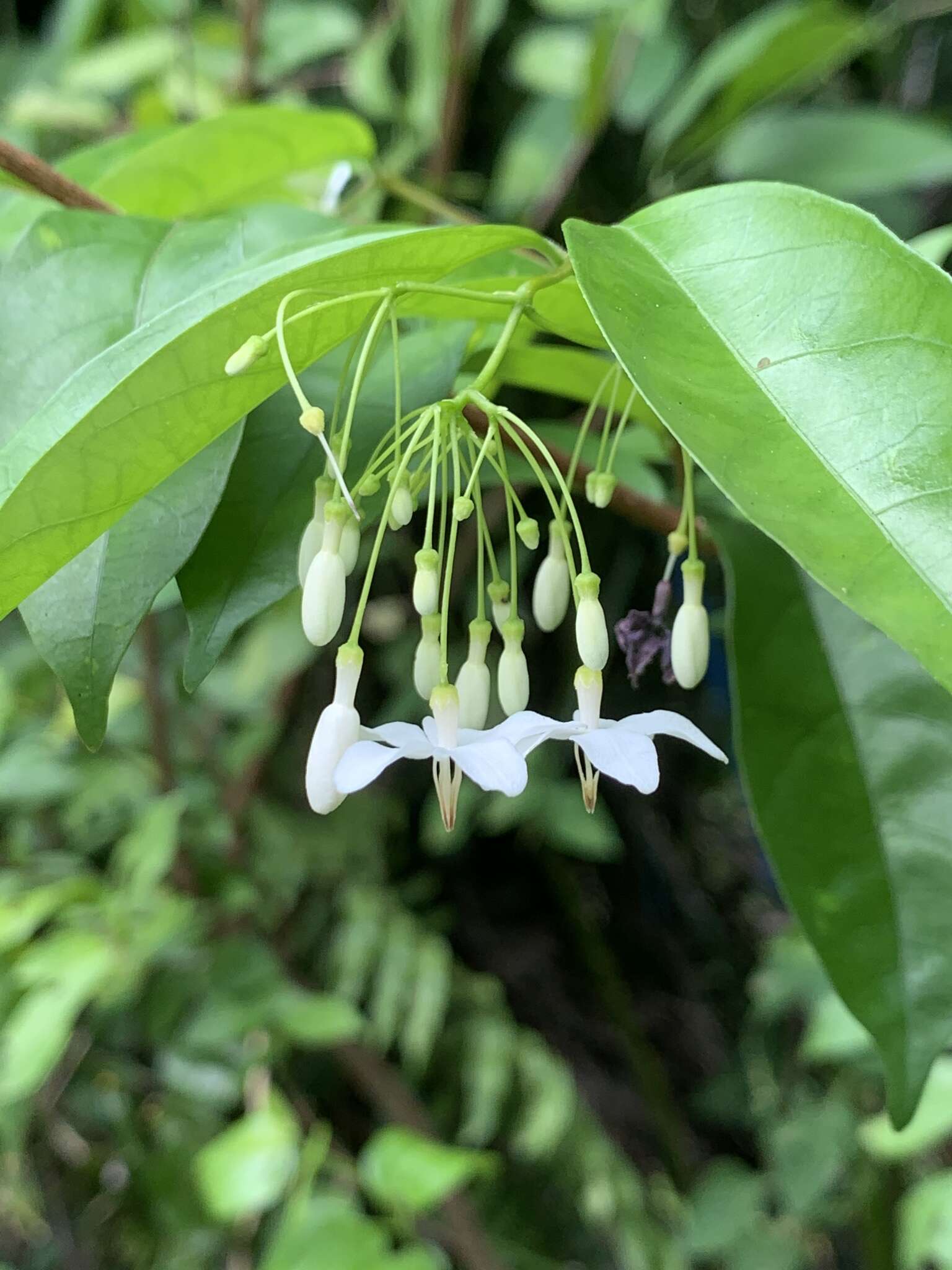 صورة Wrightia religiosa (Teijsm. & Binn.) Hook. fil.