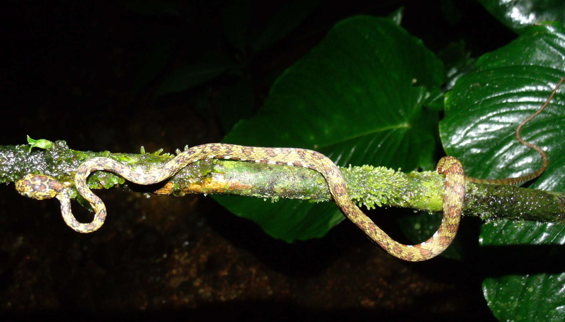 Image of Argus Snail Sucker