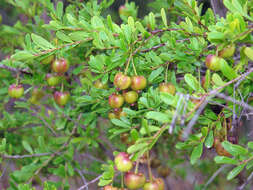 Image of Neoroepera banksii Benth.