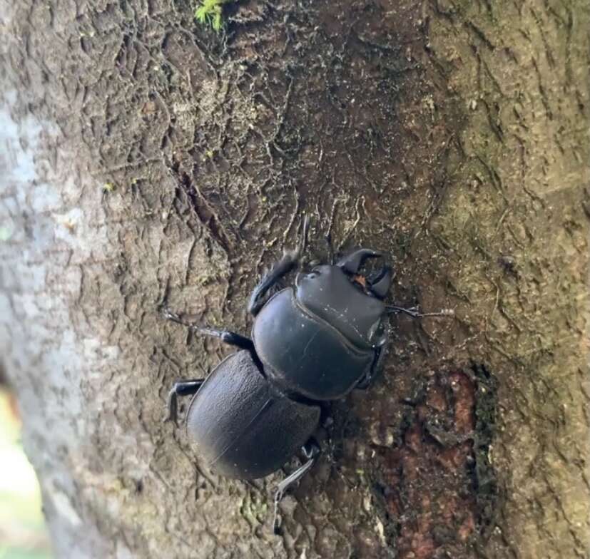 Слика од Apterodorcus bacchus (Hope 1845)