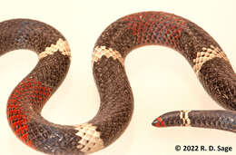 Image of Argentinian Coral Snake