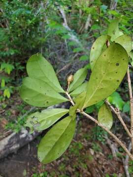 Erythroxylum coffeifolium Baill.的圖片