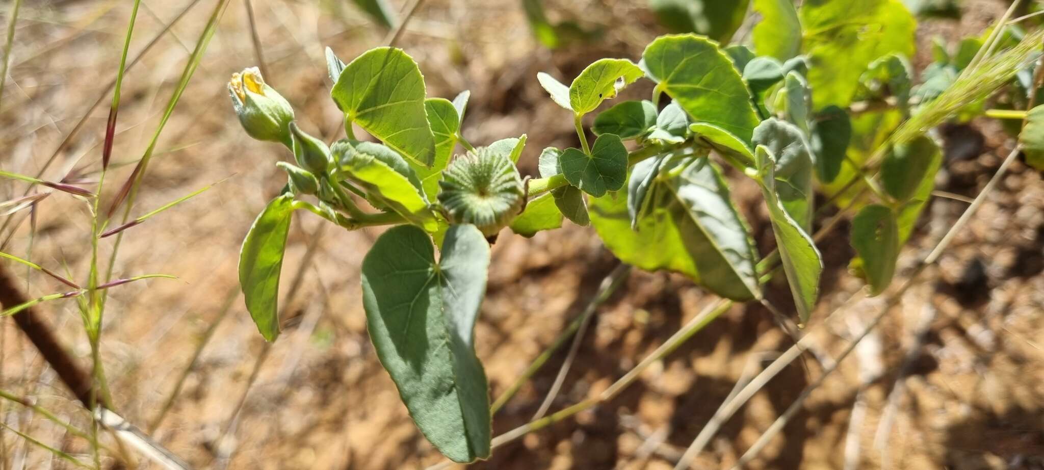 Image of Abutilon austroafricanum Hochr.