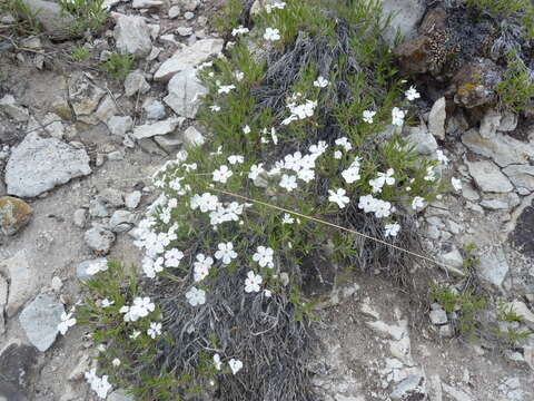 Image of flowery phlox