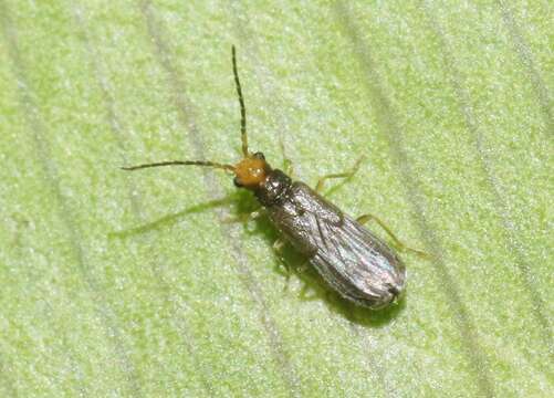 Image of Soldier beetle