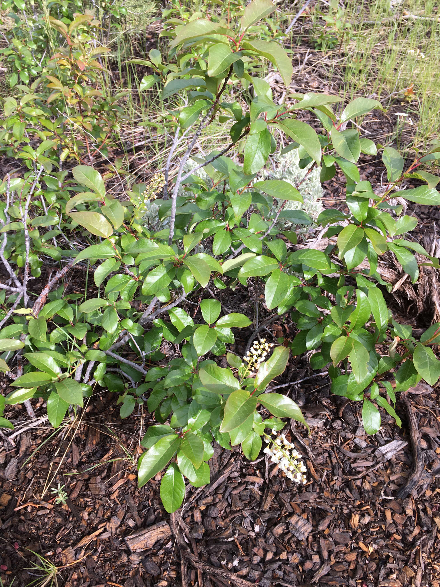 Imagem de Prunus virginiana var. melanocarpa (A. Nels.) Taylor & Mac Bryde