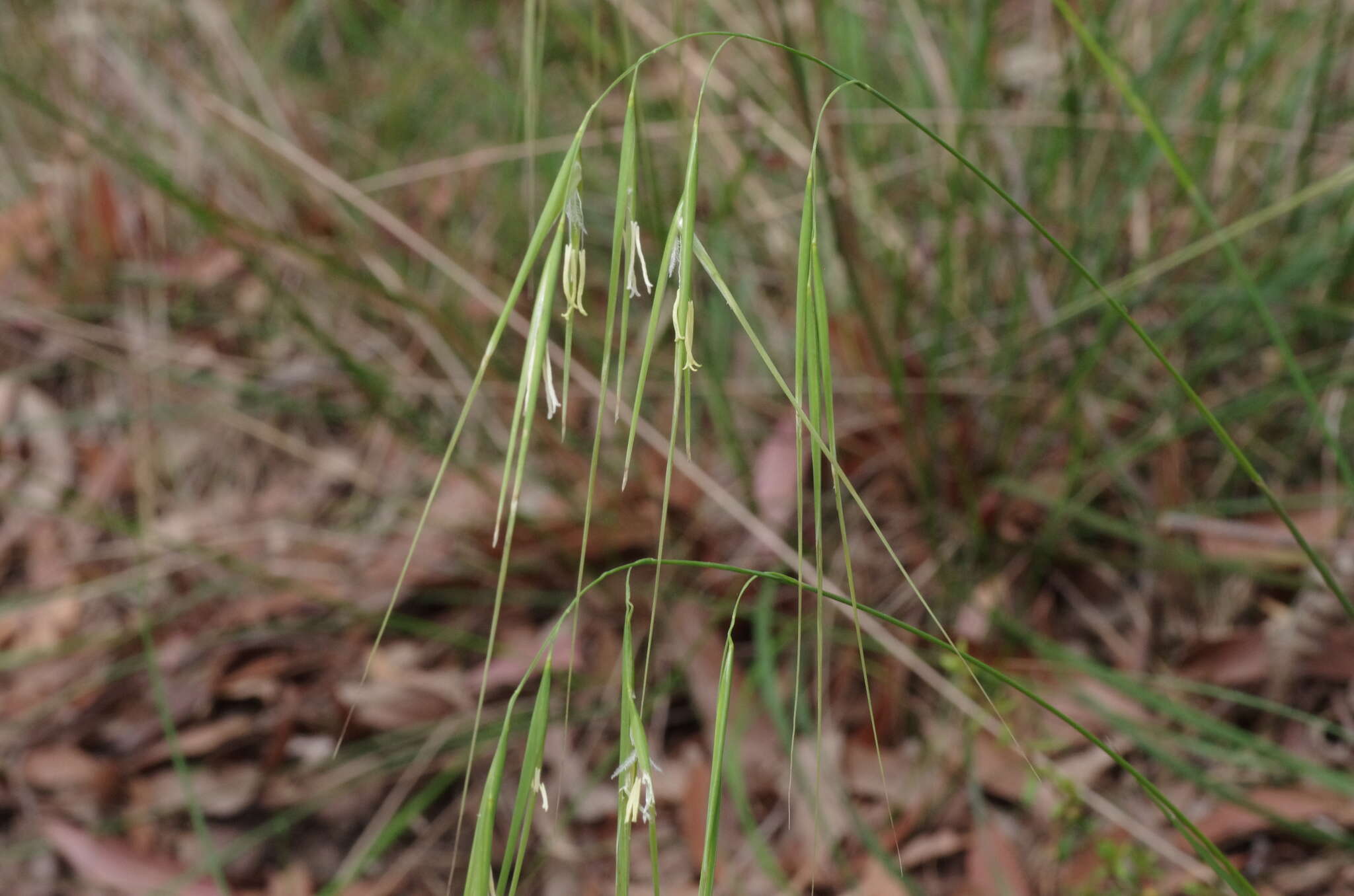 Imagem de Anisopogon