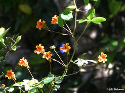 Image of Tropaeolum ciliatum Ruiz & Pav.