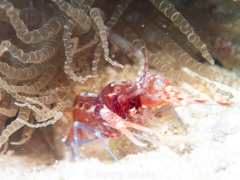 Image of brown pistol shrimp