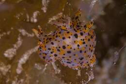 Image of Sea slug