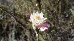 Image of Achyranthemum affine (Less.) N. G. Bergh